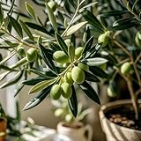 También tenemos una gran selección de semillas orgánicas en nuestra tienda para que elijas.Como semillas de cebollino, semillas de verdolaga, semillas de bulbos, semillas de cilantro, semillas de menta, semillas de hinojo, semillas de pasto para gatos, semillas de eneldo, semillas de ricino, semillas de hojas de curry, etc., puedes hacer un de jardín para tus amigos.