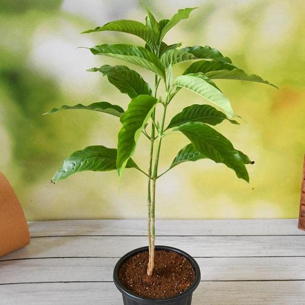 See full amazon price history chart for Vasaka, Adusa, Justicia Adhatoda - Plant Vasaka, Adusa, Justicia Adhatoda - Plant (B0BBGZS2KH) Amazon Price History, Amazon Price Tracker