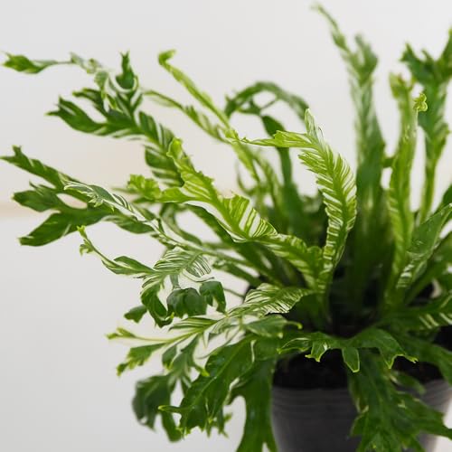 ITANSE アスプレニウム ニダス バリエガータ (シマオオタニワタリ) 3号 1個売り 観葉植物 学名: Asplenium nidus variegata タイプ: チャセンシダ科 常緑多年草 (シダ植物) 波打った葉が美しい タニワタリの一種 斑入