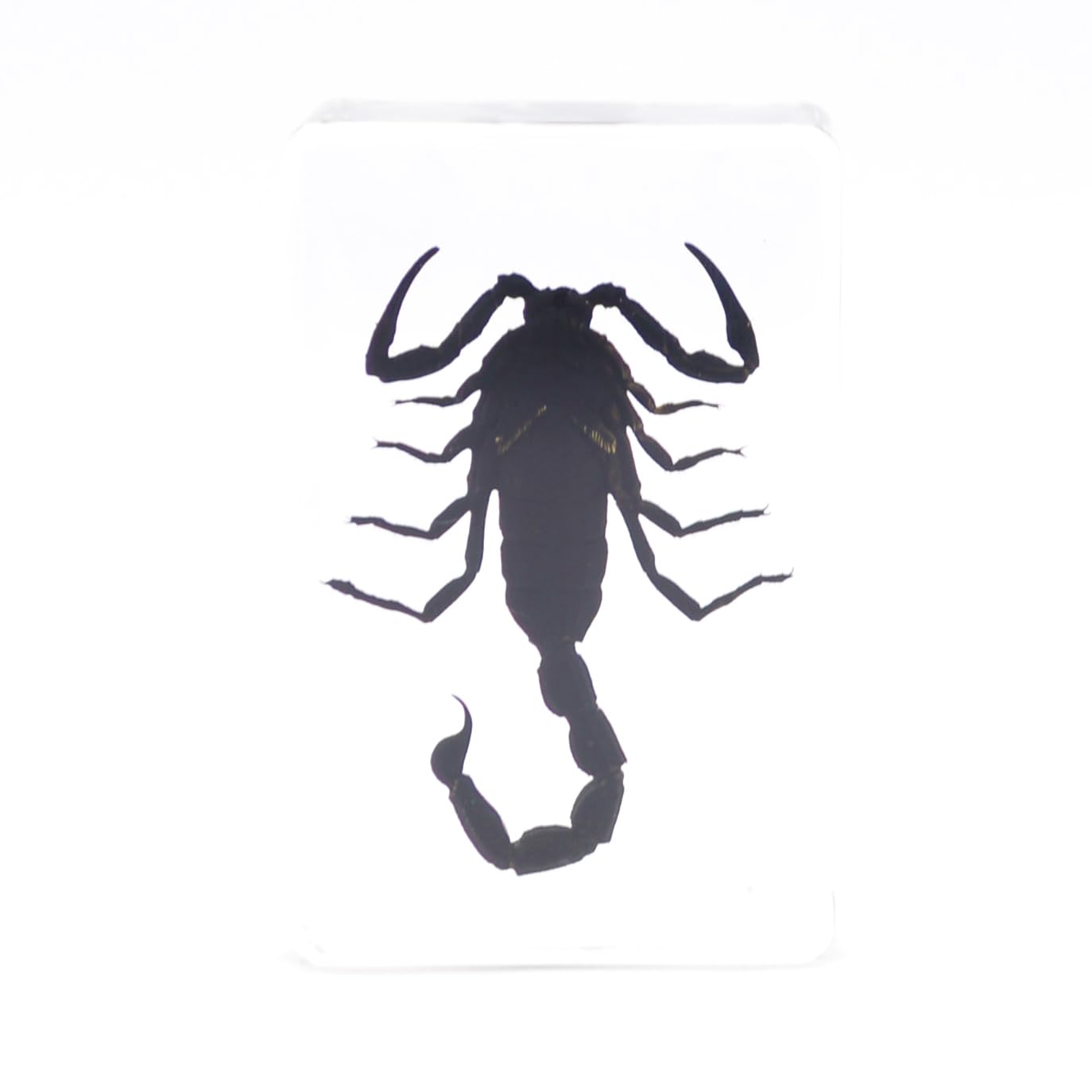 Amazon | [透明標本制作所]樹脂封入 標本 サソリ/蠍/scorpion/specimen