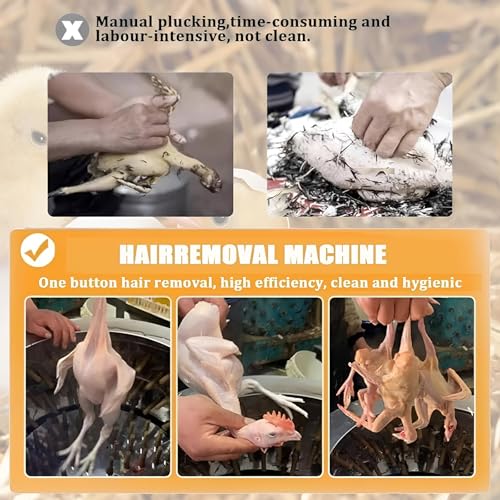 Machine automatique à plumer les volailles dinde poulet canard