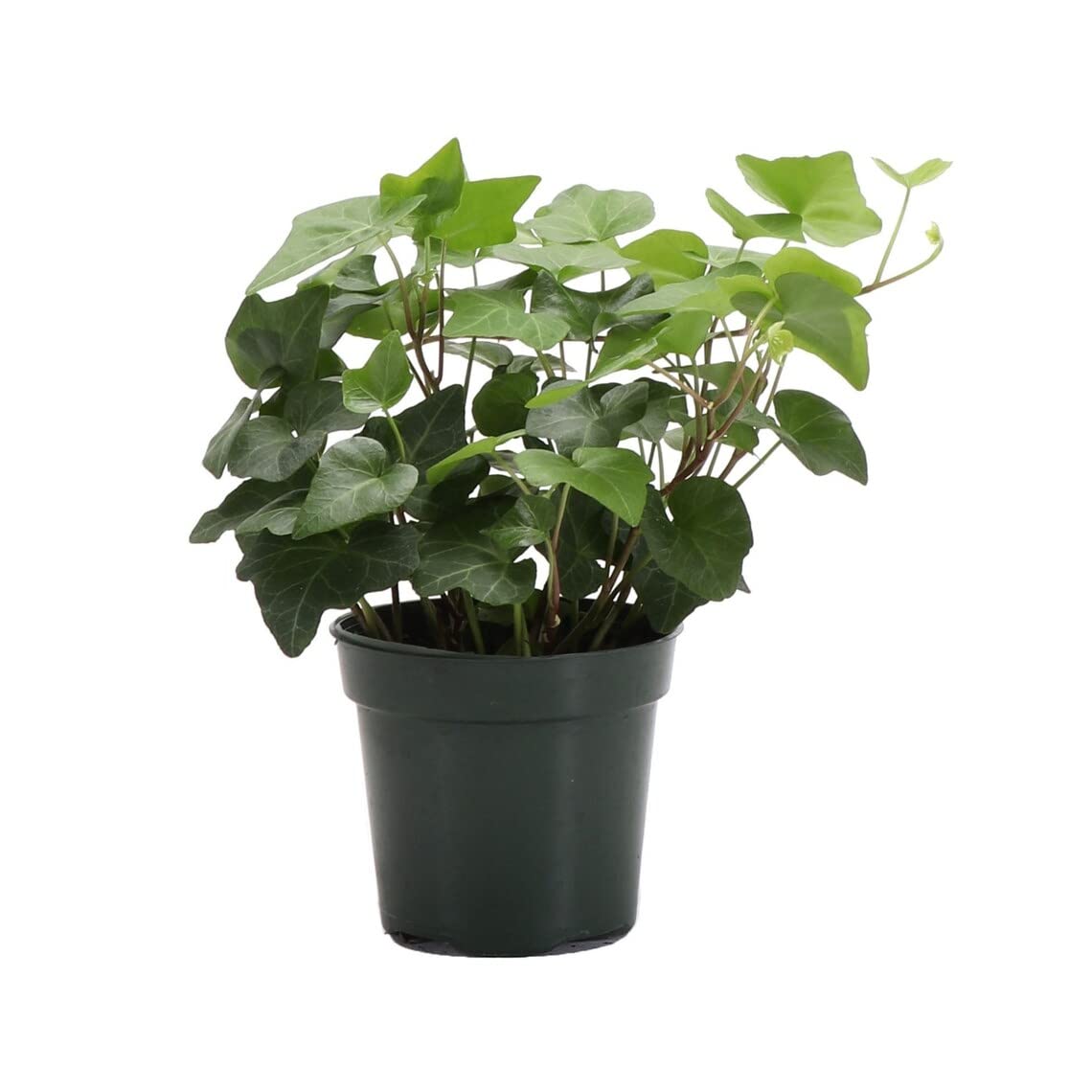 Single English Ivy Plant 4 inch Pot
