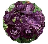 Stargazer Perennials Burgundy Iceberg Rose Plant Floribunda Deep Reddish Purple Blooms - Potted Own Root
