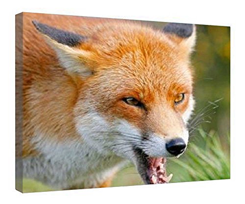 Impression sur toile Angry Fox : réveillez les murs de votre bureau