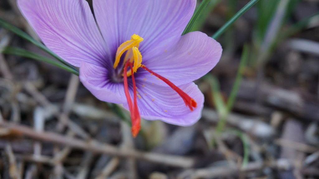 Kashmir Saffron Live Bulbs Authentic Crocus Sativus for Indian Climate (5 Healthy Live Bulbs)-image-34