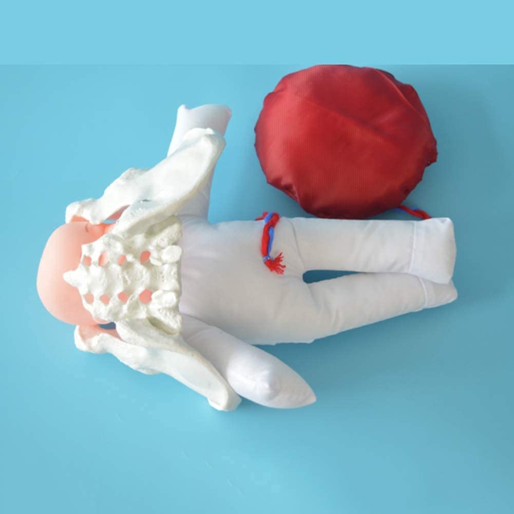 ERNZI Modello di Parto per Ostetrica, con Bacino E Bambino, per L'insegnamento Ginecologico