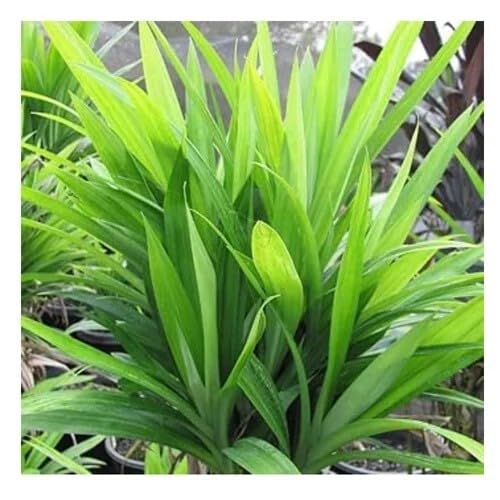 100pcs Green Pandan Plant Seeds โ image 1