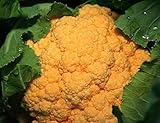 Portal Cool Las semillas del paquete: Coliflor Coliflor Chedder naranja sabrosa 25 semillas