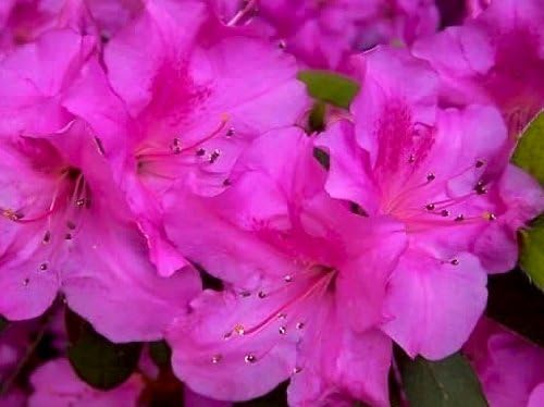 Autumn Royalty Encore Azalea