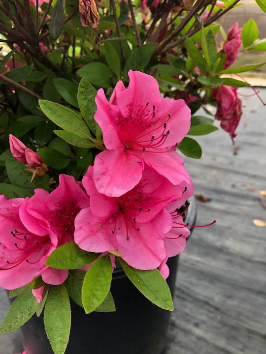 Amazon.com : Maid in The Shade® 'Renee Michelle' Azalea Hybrid