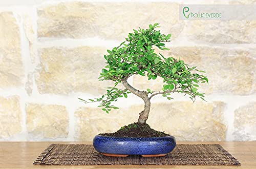 Bonsai di Olmo Cinese vaso cm. 15