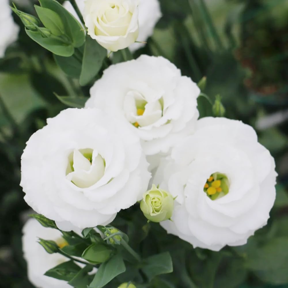 550 Semi Di Eustoma (Lisianthus) - Fiori Perenni Per Giardino, Balcone E Prati Fioriti, Regalo Ideale - Foto 8