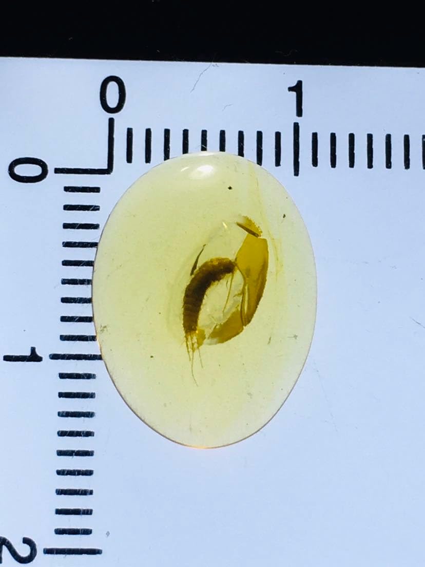 Burmese burmite Cretaceous Silverfish Insect Fossil Amber Myanmar