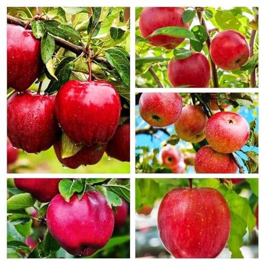 100 Red Apple Heirloom Seeds Pack