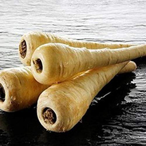 Bravet Vegetable Seeds - 100Pcs Parsnip Seeds Organic Non-GMO Heirloom Parsnip Vegetable Seeds for Home Garden Balcony - Thumbnail 3