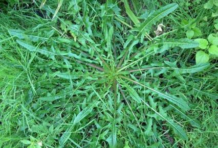 Herbicida para gramíneas o hierba de hoja estrecha post emergencia 250cc(para 100 litros de agua) Quizalofop-p-etil 5% Stuka.