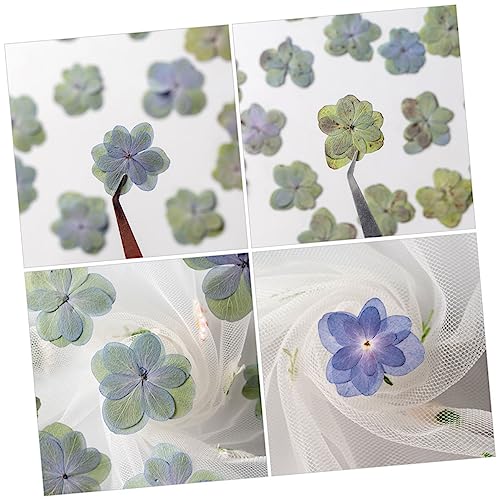 Flores secas prensadas para manualidades Levemolo 30 pcs miniatura 5