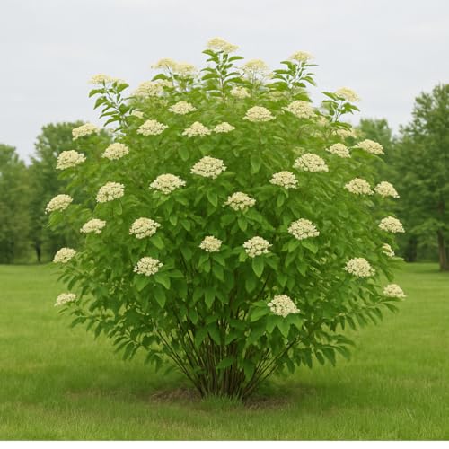 Gray Dogwood Bush Seedlings image