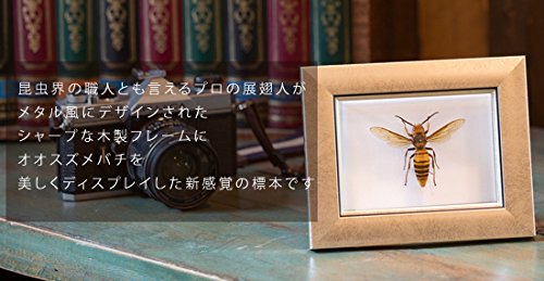 原画　オオスズメバチ　A3サイズ 原画 オオスズメバチ A3サイズ 原画 オオスズメバチ A3サイズ
