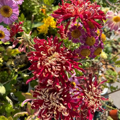 semi di crisantemo, decorazione esotiche da giardino resistenti perenni 1000pcs