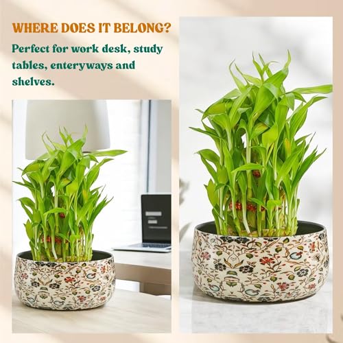 Image of Amulya Farms Lucky bamboo plants for home decoration in Decorative Floral Metal Planter | Feng Shui indoor plants for home | Good Luck Plant | Vastu Plants | Live Plants for Living Room & Office Desk