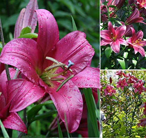 2 x Giant Lily Purple Prince Bulbs- Easy to Grow-Tall Standing Flowers- Create A Beautiful Garden