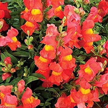 Snapdragon Seeds - Orange Wonder, 300 Seeds - Perennial !