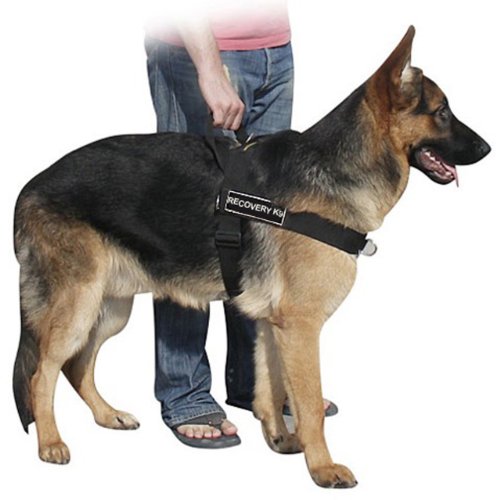 Harnais DT Universal No Pull pour stopper la traction des petits chiens