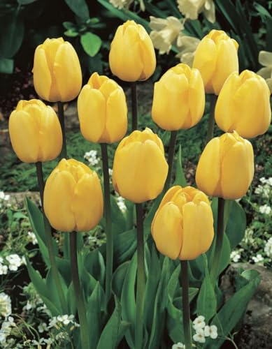 Plantogallery Imported Winter Tulip Bulbs (Golden Parade 1pc) (B0CLF4YQ9W) Amazon Price History, Amazon Price Tracker