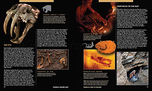 Fossils Inside Out: A Global Fusion of Science, Art and Culture - Image 5