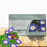 Outsidepride Ensign Royal Morning Glory Seeds - 1000 Pcs. Annual, Dwarf Mounding Flower Seeds for Planting Trumpet-Shaped Tricolored Blooms, Ideal for Garden Boxes, Beds & Containers