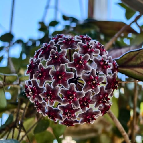 Hoya: pack de 5 plantas de exterior e interior para decoración del hogar 5