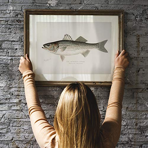 Striped Bass Fish Print, Vintage Fishing Poster Wall Art Decor, Rockfish Gift For Dad, Man, Fisherman Fishing Gifts Fish Artwork | C19 18X24 #TOP4