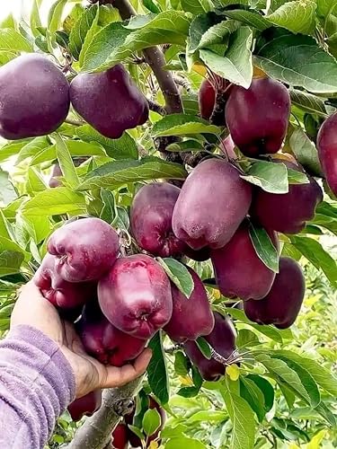 Red Kashmiri Apple Grafted Plant – Original Variety, Healthy Live Apple Tree for Home Garden & Farming (Pack of 1)