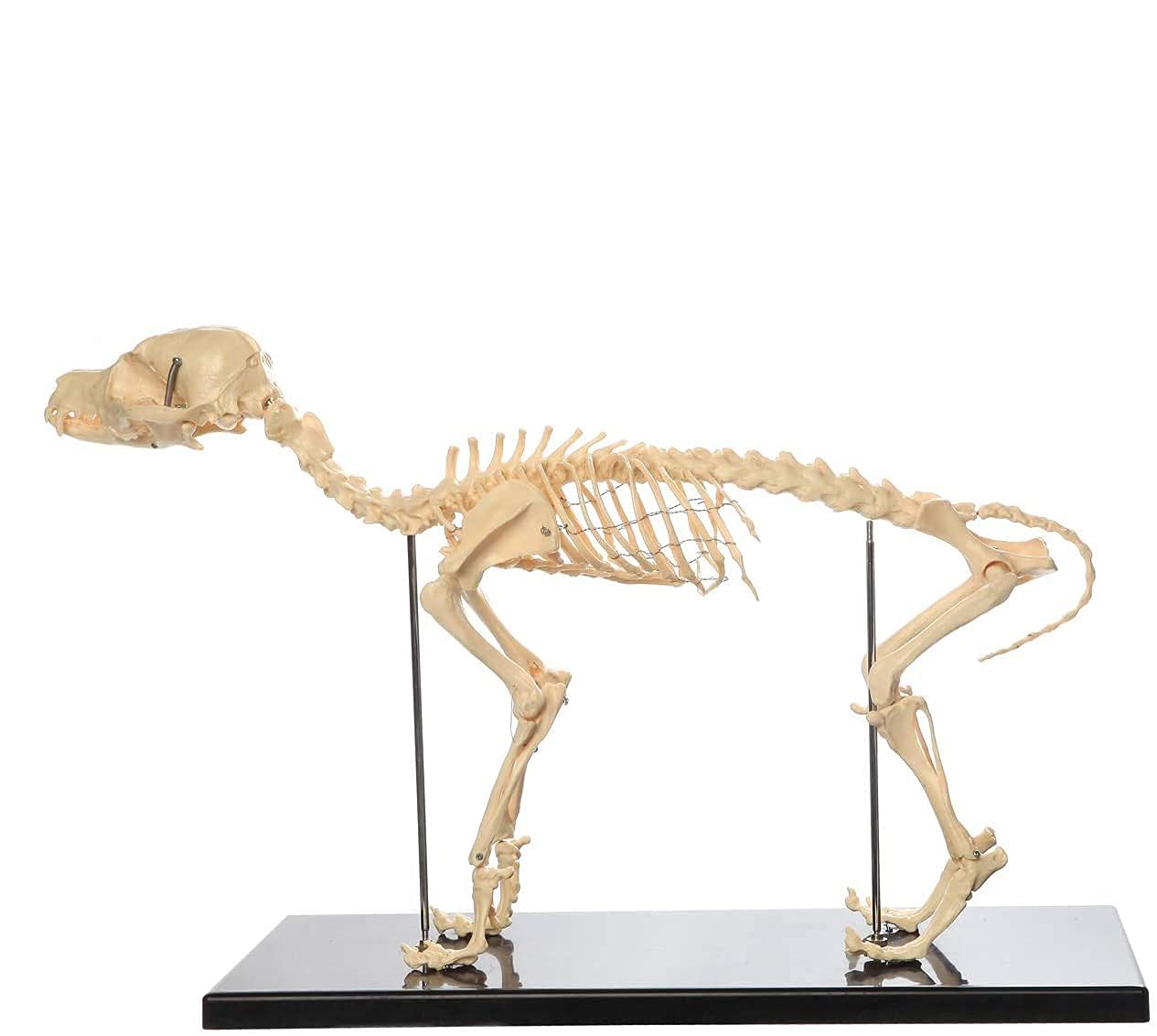 Canino Esqueleto del Hueso Modelo, Perro Esqueleto Modelo Anatómico, Perro Anatomía Animal Modelo De Enseñanza De Biología Humana Veterinaria Demostración Herramienta Regalo Médico