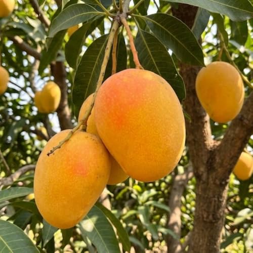 Bright Yellow Mango Live Plant from 2-2.5 Feet Tall, Cold Hardy Mango Tree, Live Fruit Tree for Outdoor Gardening