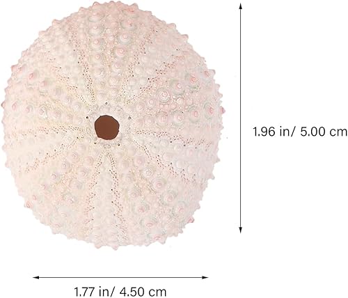 Miniatura 5 de BESPORTBLE Decoración del hogar, 4 unidades de conchas naturales de erizos de mar, conchas de mar decorativas para decoración del hogar,