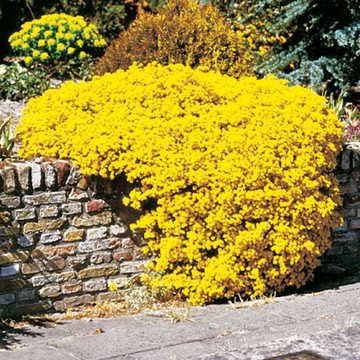 Park Seed Cesta de Oro Compacta Alyssum Seeds, Vigorous Groundcover, Pack de 200 Semillas.