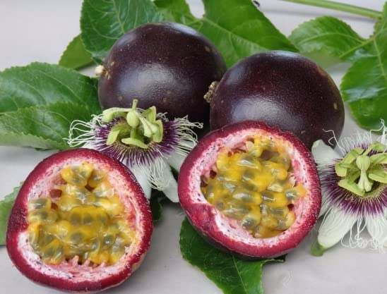 M-Tech Gardens Rare Hybrid Passionfruit " Black " Exotic 20 Fruit Seeds for Growing (B0BNPQJ3PL) Amazon Price History, Amazon Price Tracker