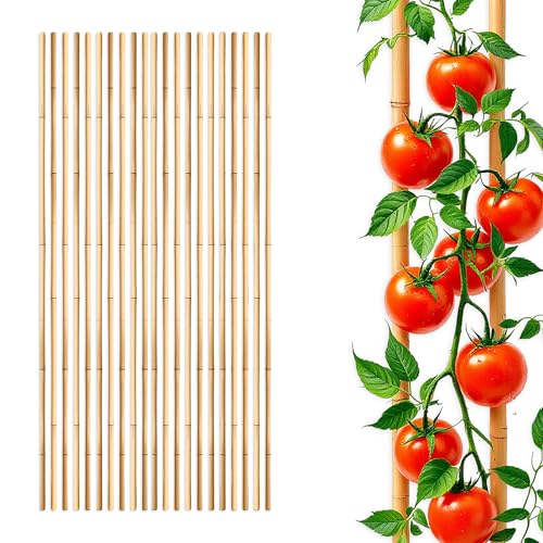 Bambus Pflanzstab für Rankgewächse 105 cm Länge - 20 Stück - Bambusstab Rankhilfe für Tomatenpflanzen - Holz Pflanzenstütze Banbusstange Tonkinstab Holzstab Kletterhilfe für Tomaten Gurken Pflanzen