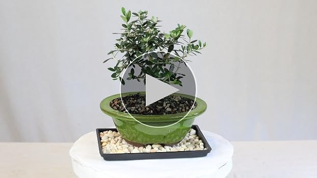 Amazon.com: Brussel's Bonsai Live European Olive Bonsai Tree