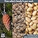 Oh! Nuts Pine Nuts (Pignolias) - Raw - 100% Natural Pine Nuts - 1 lb Bulk Bag - Premium Pignoli Packed with Protein