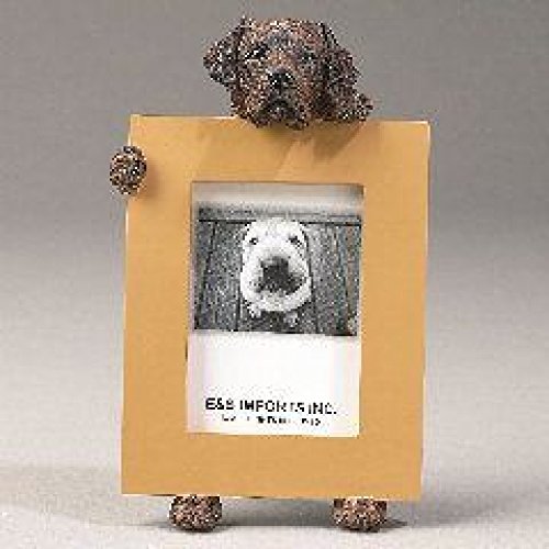 Chocolate Labrador Retriever 2.5