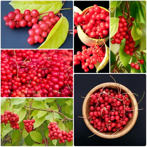 Semillas de schisandra, schisandra chinensis, enanos resistentes organicas semillas de balcon semillas de frutas para jardin 200pcs
