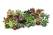 Shop Succulents | Assorted Collection of Live Succulent Cuttings, Hand Selected Variety Pack of Cut Succulents, Great for Growing New Plants - DIY Gardening | Collection of 100