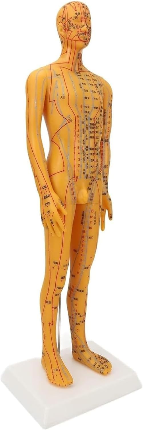 53cm Human Body Acupuncture Model Man Chinese Medicine Teaching Acupoint Mannequin Pressure Point Acupuncture Model, Male Pressure Point and Meridians Model Education