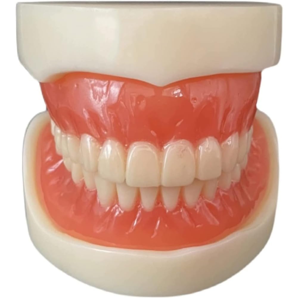 Amazon.co.jp: 「NexPon」歯列模型 歯科インプラントモデル