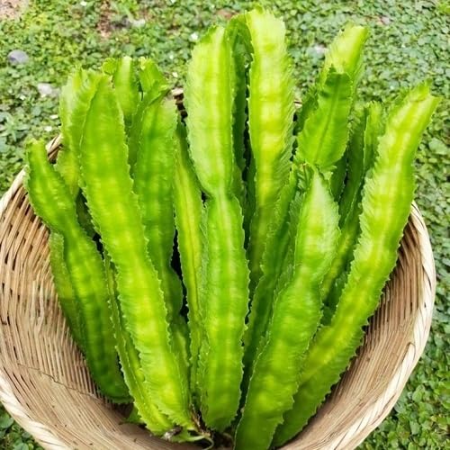 100pcs Green Winged Beans Vegetable Seeds