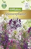 Chrestensen Spinnenpflanze 'Mischung'