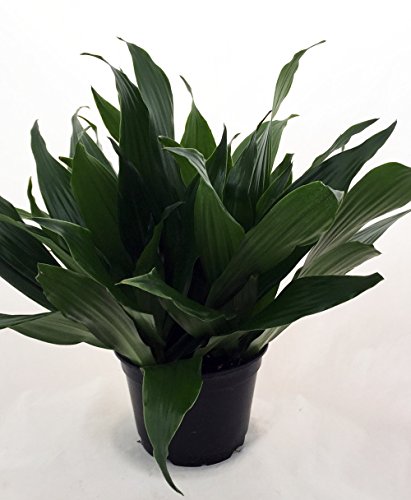 Janet Craig Dragon Tree - Dracaena Fragrans - 6" Pot - Easy To Grow House Plant #TOP1